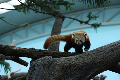 Roter Panda 4K Hintergrundbild · animals · 3840×2561