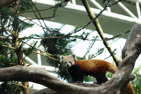 Red Panda 4K Wallpaper · animals · 3840×2561