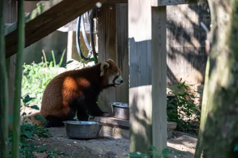 Sfondo Panda rosso 4K · animals · 3840×2563
