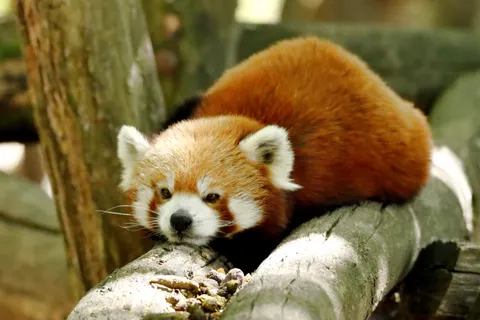 Red Panda 4K Wallpaper · animals · 3840×2560