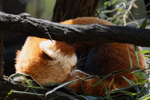 Roter Panda 4K Hintergrundbild · animals · 3840×2560