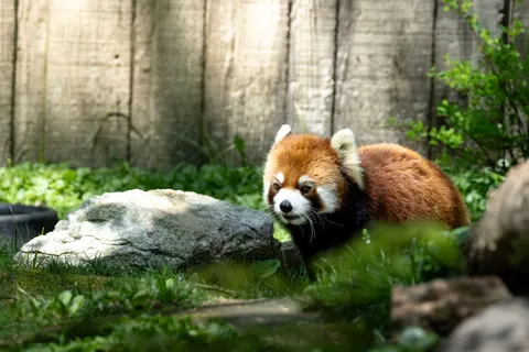 Red Panda 4K Wallpaper · animals · 3840×2560