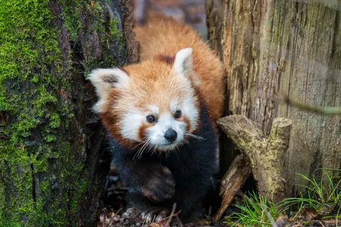 Red Panda 4K Wallpaper · animals · 3840×2560