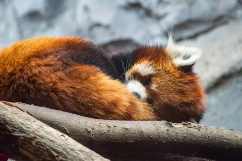 Red Panda 4K Wallpaper · animals · 3840×2563