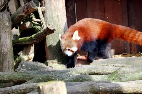 Red Panda 4K Wallpaper · animals · 3840×2560