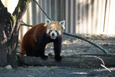 Papel de parede Panda-vermelho 4K · animals · 3840×2560