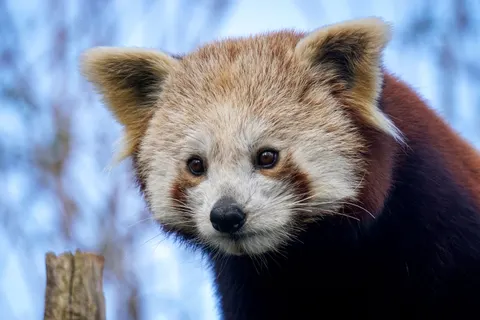 Red Panda 4K Wallpaper · animals · 3840×2560