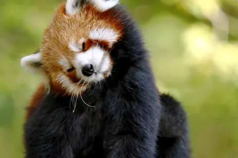 Red Panda 4K Wallpaper · animals · 3840×2560