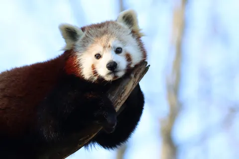 Red Panda 4K Wallpaper · animals · 3840×2560