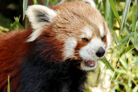 Red Panda 4K Wallpaper · animals · 3840×2560