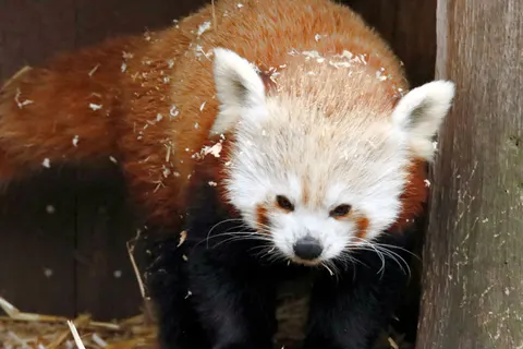 Red Panda 4K Wallpaper · animals · 3840×2560