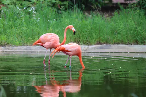 Flamingos 4K Wallpaper · animals · 3840×2560