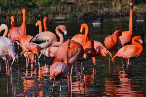 Flamingos 4K Wallpaper · animals · 3840×2560