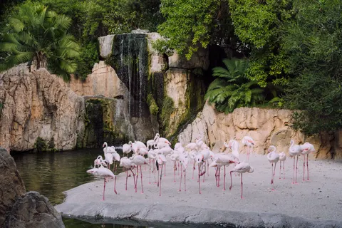 Flamingos 4K Wallpaper · animals · 3840×2560