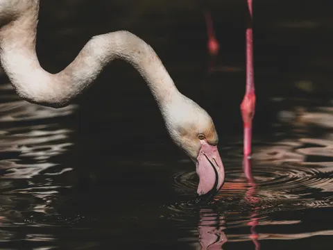 Flamingos 4K Wallpaper · animals · 3840×2880