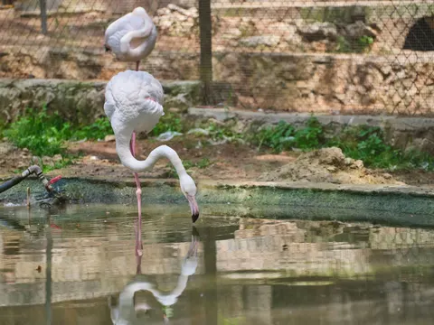 Flamingos 4K Wallpaper · animals · 3840×2880