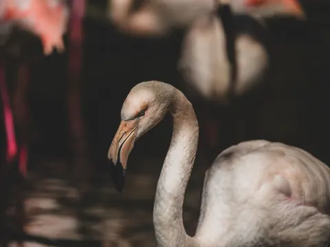 Flamingos 4K Wallpaper · animals · 3840×2880