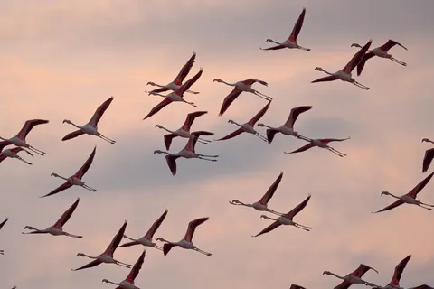 Flamingos 4K Wallpaper · animals · 3840×2560