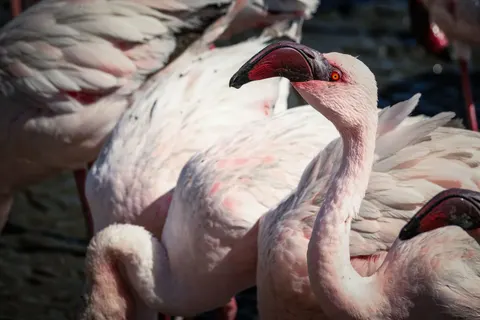 Flamingos 4K Wallpaper · animals · 3840×2560