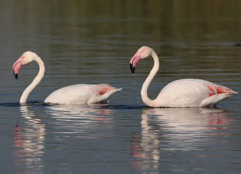 Flamingos 4K Wallpaper · animals · 3840×2780