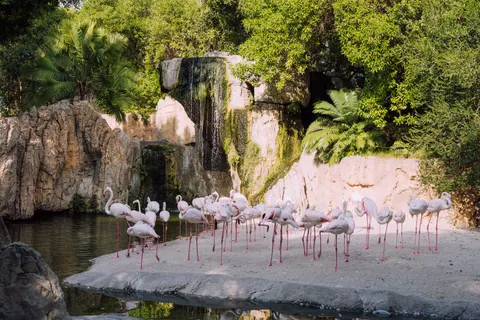 Flamingos 4K Wallpaper · animals · 3840×2560