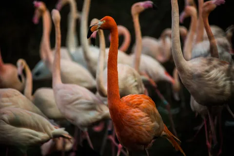 Flamingos 4K Wallpaper · animals · 3840×2563