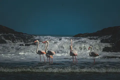 Flamingos 4K Wallpaper · animals · 3840×2560