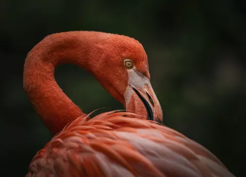 Flamingos 4K Wallpaper · animals · 3840×2760