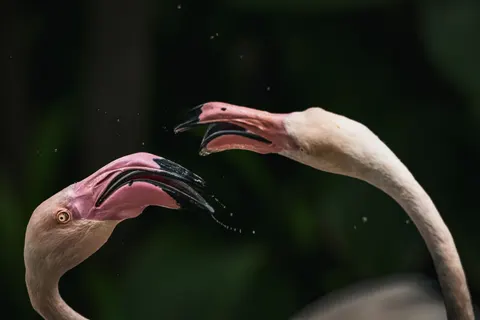 Sfondo Fenicotteri 4K · animals · 3840×2560
