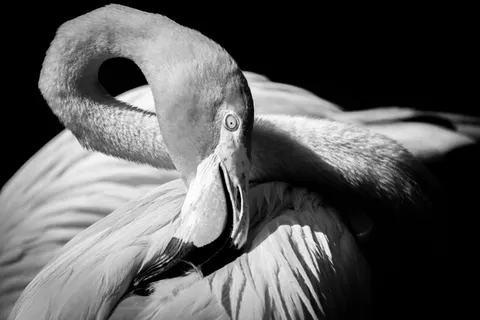 Flamingos 4K Wallpaper · animals · 3840×2560