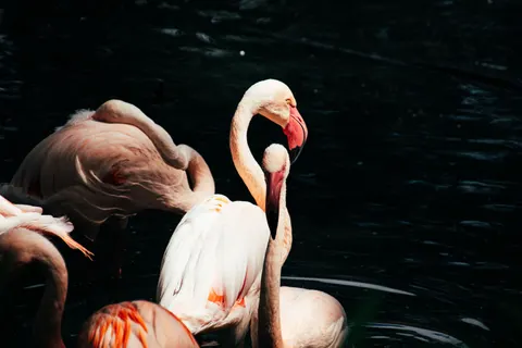 Flamingos 4K Wallpaper · animals · 3840×2560