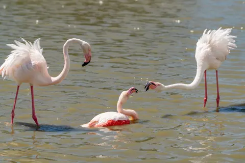 Flamingos 4K Wallpaper · animals · 3840×2561