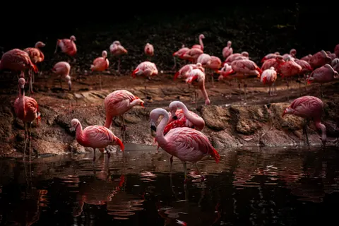 Tapeta Flamingi 4K · animals · 3840×2560