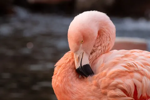Flamingos 4K Wallpaper · animals · 3840×2560