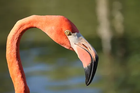 Flamingos 4K Wallpaper · animals · 3840×2560