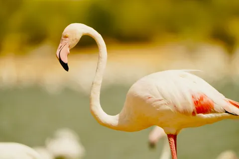 Flamingos 4K Wallpaper · animals · 3840×2560