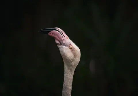राजहंस 4K वॉलपेपर · animals · 3840×2674