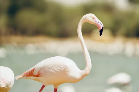 Flamingos 4K Wallpaper · animals · 3840×2560