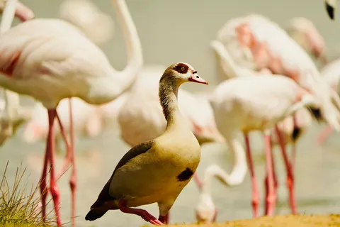 Flamingos 4K Wallpaper · animals · 3840×2560