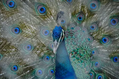 Peacock 4K Wallpaper · animals · 3840×2560