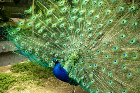 Peacock 4K Wallpaper · animals · 3840×2560