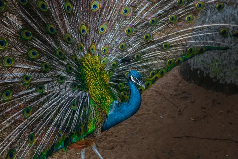 Peacock 4K Wallpaper · animals · 3840×2560