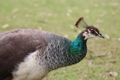 Peacock 4K Wallpaper · animals · 3840×2560