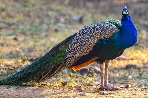خلفية طاووس بدقة 4K · animals · 3840×2560