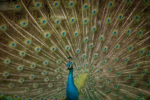 Peacock 4K Wallpaper · animals · 3840×2560