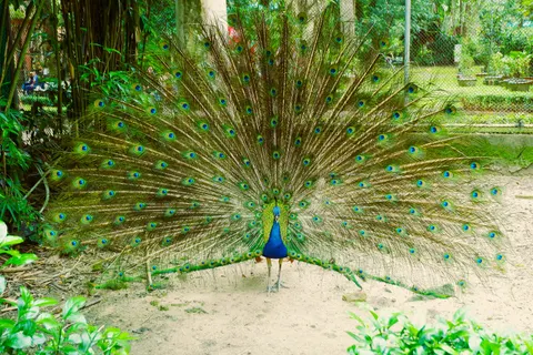 Peacock 4K Wallpaper · animals · 3840×2560