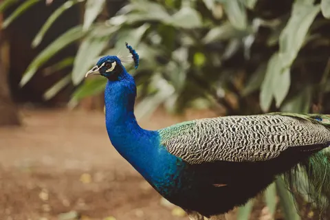 Peacock 4K Wallpaper · animals · 3840×2560