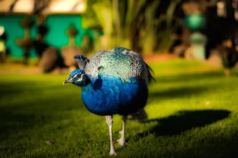 Peacock 4K Wallpaper · animals · 3840×2560