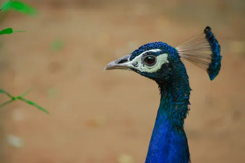 Peacock 4K Wallpaper · animals · 3840×2560