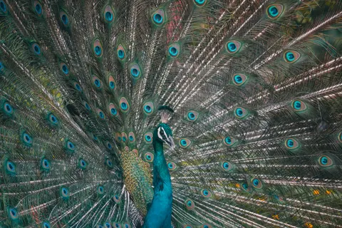 Peacock 4K Wallpaper · animals · 3840×2560